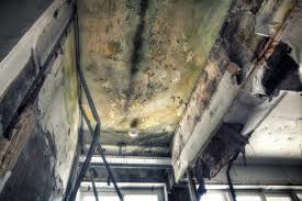 Best Environmental Consulting for Mold Prevention in West Cape May, NJ